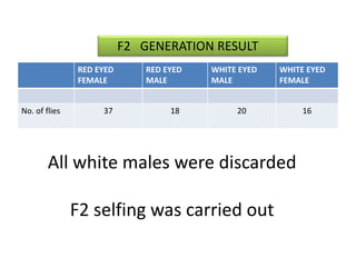 RED EYED 
FEMALE 
F2 GENERATION RESULT 
RED EYED 
MALE 
WHITE EYED 
MALE 
All white males were discarded 
F2 selfing was carried out 
WHITE EYED 
FEMALE 
No. of flies 37 18 20 16 
 