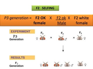 F2 SELFING 
P3 generation = F2 OK X F2 ok X F2 white 
female Male female 
 
