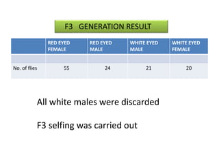 F3 GENERATION RESULT 
RED EYED 
FEMALE 
RED EYED 
MALE 
WHITE EYED 
MALE 
WHITE EYED 
FEMALE 
No. of flies 55 24 21 20 
All white males were discarded 
F3 selfing was carried out 
 