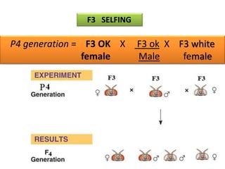 F3 SELFING 
P4 generation = F3 OK X F3 ok X F3 white 
female Male female 
 