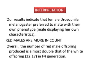 INTERPRETATION 
Our results indicate that female Drosophila 
melanogaster preferred to mate with their 
own phenotype (male displaying her own 
characteristics). 
RED MALES ARE MORE IN COUNT 
Overall, the number of red male offspring 
produced is almost double that of the white 
offspring (32:17) in F4 generation. 
 