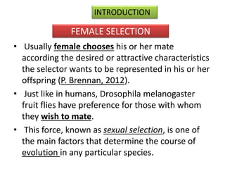 INTRODUCTION 
FEMALE SELECTION 
• Usually female chooses his or her mate 
according the desired or attractive characteristics 
the selector wants to be represented in his or her 
offspring (P. Brennan, 2012). 
• Just like in humans, Drosophila melanogaster 
fruit flies have preference for those with whom 
they wish to mate. 
• This force, known as sexual selection, is one of 
the main factors that determine the course of 
evolution in any particular species. 
 