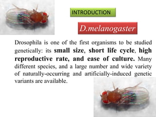 INTRODUCTION 
D.melanogaster 
Drosophila is one of the first organisms to be studied 
genetically: its small size, short life cycle, high 
reproductive rate, and ease of culture. Many 
different species, and a large number and wide variety 
of naturally-occurring and artificially-induced genetic 
variants are available. 
 