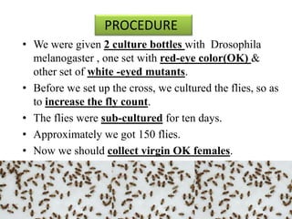 PROCEDURE 
• We were given 2 culture bottles with Drosophila 
melanogaster , one set with red-eye color(OK) & 
other set of white -eyed mutants. 
• Before we set up the cross, we cultured the flies, so as 
to increase the fly count. 
• The flies were sub-cultured for ten days. 
• Approximately we got 150 flies. 
• Now we should collect virgin OK females. 
 
