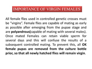 IMPORTANCE OF VIRGIN FEMALES 
All female flies used in controlled genetic crosses must 
be “virgins”. Female flies are capable of mating as early 
as possible after emerging from the pupae stage and 
are polyandrous(capable of mating with several males). 
Once mated Females can retain viable sperm for 
several days and this will confuse the results of a 
subsequent controlled mating. To prevent this, all OK 
female pupas are removed from the culture bottle 
prior, so that all newly hatched flies will remain virgin. 
 
