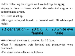 •After collecting the virgins we have to keep for aging. 
•Aging is done to know whether the collected virgins are 
contaminated or not. 
•P1 Cross is set up. 
•20 virgin red-eyed female is crossed with 20 white-eyed 
males. 
P1 generation = 20 OK X 20 white eye 
female Male 
•We allowed the cross to develop for 10 days. 
•Then F1 progenies were isolated and phenotypes were 
examined. 
•The observed results are as follows: 
 