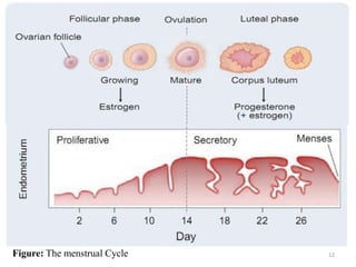 Female sex hormones | PPTX