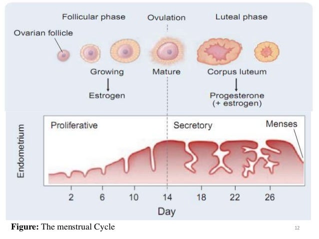 Sex hormones
