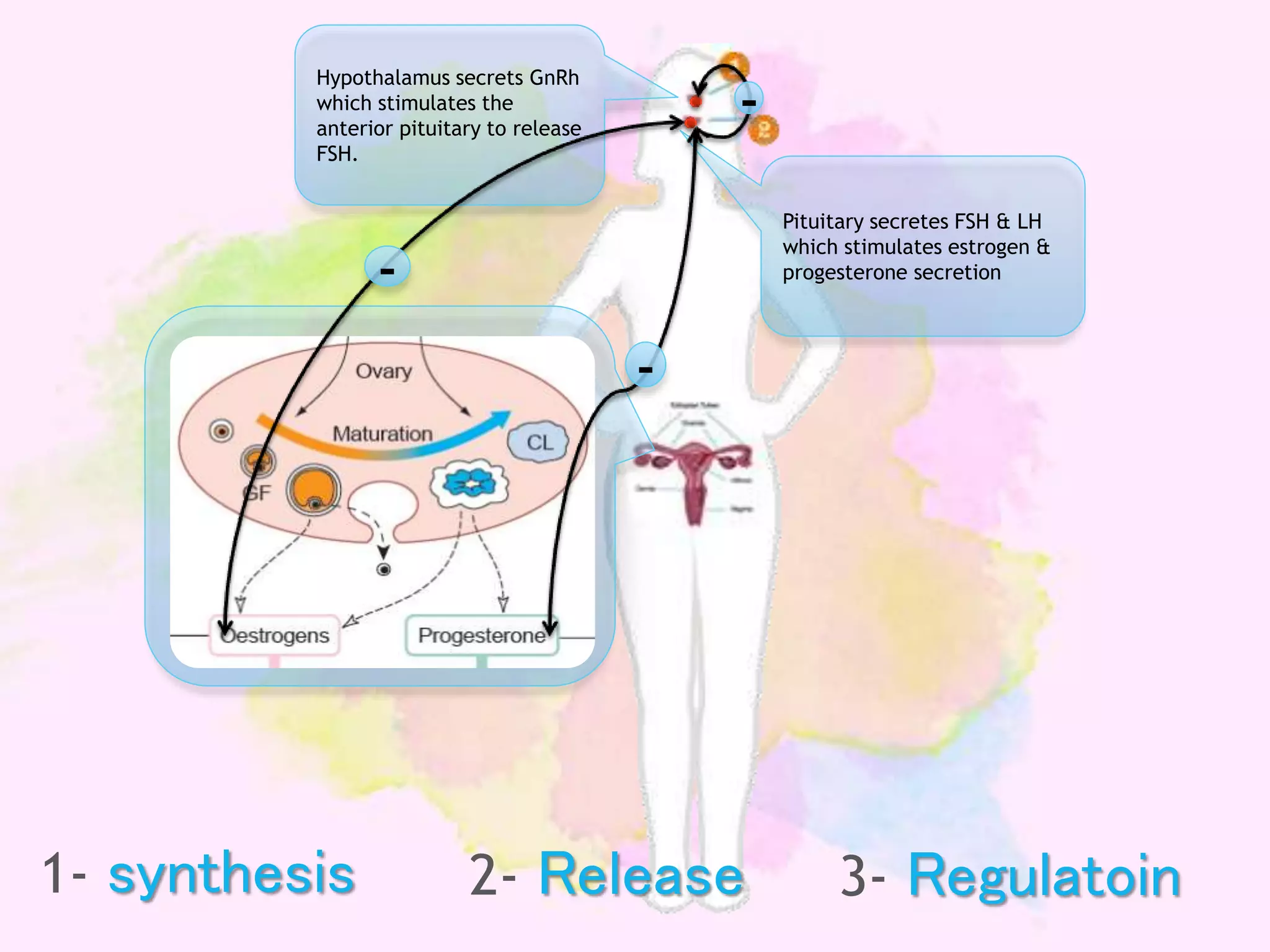 Female Sex Hormones PPTX Endocrine And Metabolic Diseases female-sex-hormones-pptx-endocrine-and-metabolic-diseases