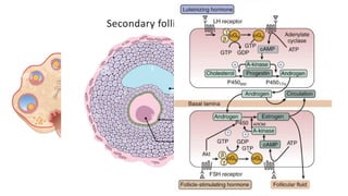 FEMALE STEROID HORMONES /biochemistry/hormones | PPTX