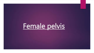 Female pelvis
 