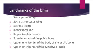 Poubic Rami femal pelvis for bsc nursing students......pptx