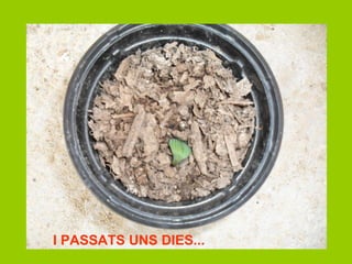I PASSATS UNS DIES... 