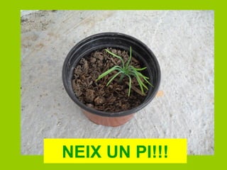 NEIX UN PI!!! 