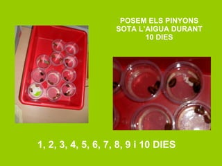 POSEM ELS PINYONS SOTA L’AIGUA DURANT 10 DIES 1, 2, 3, 4, 5, 6, 7, 8, 9 i 10 DIES 