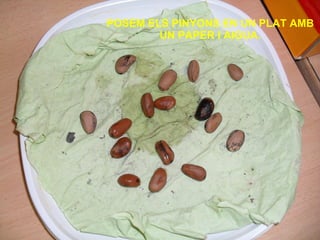 POSEM ELS PINYONS EN UN PLAT AMB UN PAPER I AIGUA. 
