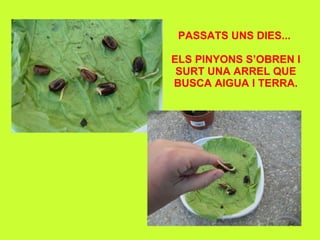 PASSATS UNS DIES...  ELS PINYONS S’OBREN I SURT UNA ARREL QUE BUSCA AIGUA I TERRA. 