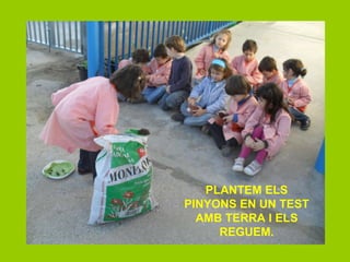 PLANTEM ELS PINYONS EN UN TEST AMB TERRA I ELS REGUEM. 