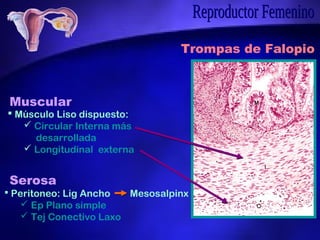 Aparato Reproductor Femenino Anatom a Microsc pica II Histolog a PPT