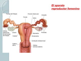El aparato
reproductor femenino
produce las hormonas
sexuales femeninas.
Produce óvulos.
En caso de haber
fecundación,
proporciona al embrión
un ambiente apropiado
para su desarrollo.
 