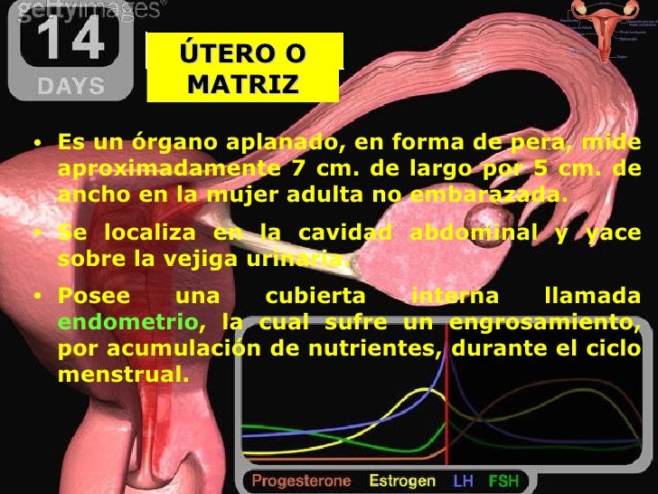 Sistema Reproductor Femenino