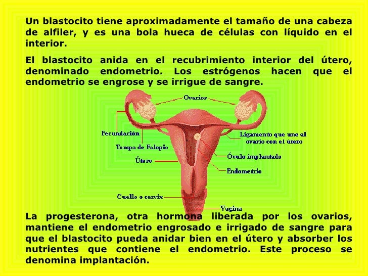 Sistema Reproductor Femenino