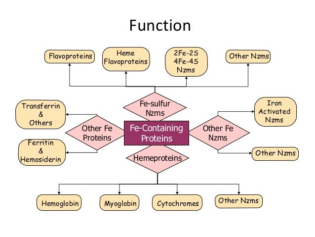 Fe metabolism