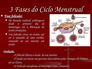 3 Fases do Ciclo Menstrual Fase folicular :   De duração variável, prolonga-se desde o primeiro dia de hemorragia até à libertação do óvulo (ovulação).   Um folículo cresce no ovário, até ter o tamanho de uma ervilha, contendo no seu interior um óvulo . Ovulação:   - O folículo liberta o óvulo  do seu interior.  - O óvulo vai iniciar um percurso descendente pelas Trompas do Falópio até ao Útero. - O Folículo transforma-se em Corpo Lúteo (Amarelo). 