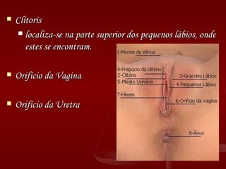 Clítoris  localiza-se na parte superior dos pequenos lábios, onde estes se encontram.  Orifício da Vagina Orifício da Uretra 