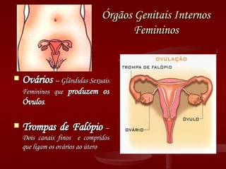 Órgãos Genitais Internos Femininos Ovários  – Glândulas Sexuais Femininos que  produzem os Óvulos . Trompas de Falópio  –Dois canais finos  e compridos que ligam os ovários ao útero 