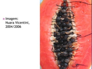  Imagem:
Nuara Vicentini,
2004/2006
 