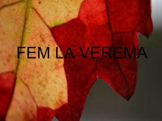 Álbum de fotografías
por P5B
FEM LA VEREMA
 