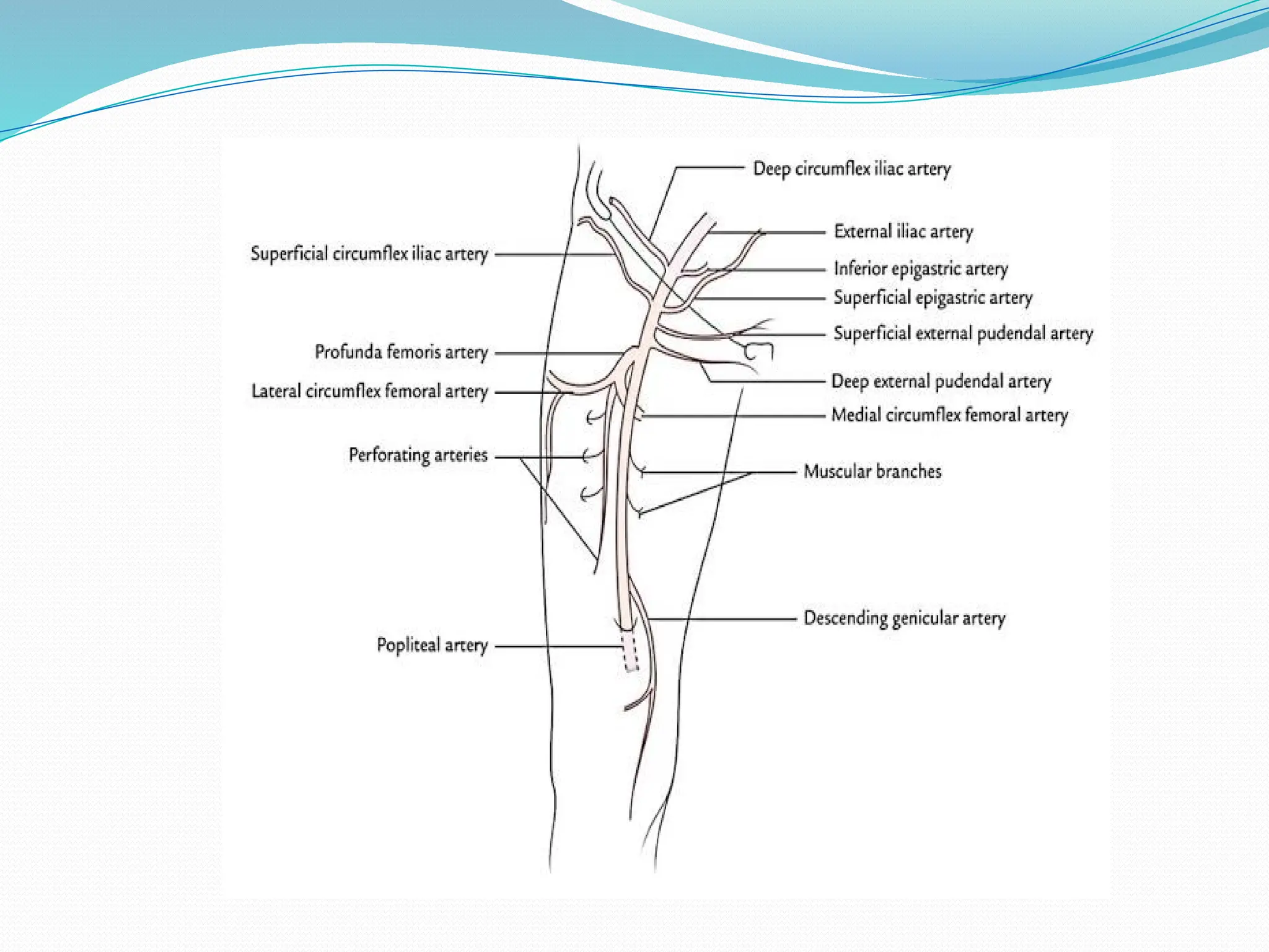 Femoral Artery Access For Catheterization Procedureure pptx Femoral Artery Access For Catheterization Procedureure pptx