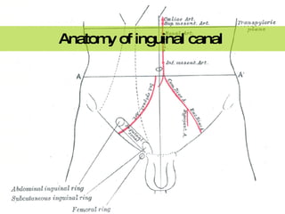 Anatomy of inguinal canal  