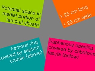 Potential space in medial portion of femoral sheath 1.25 cm long  1.25 cm wide Femoral ring  covered by septum  crurale (above) Saphenous opening covered by cribriform fascia (below) 