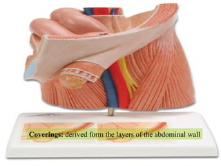 Coverings:  derived form the layers of the abdominal wall 
