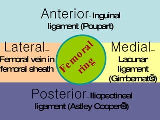 Lateral ---  Femoral vein in femoral sheath Medial ---  Lacunar ligament (Gimbernat’s) Anterior –   Inguinal ligament (Poupart) Posterior –  Iliopectineal ligament (Astley Cooper’s) Femoral  ring 
