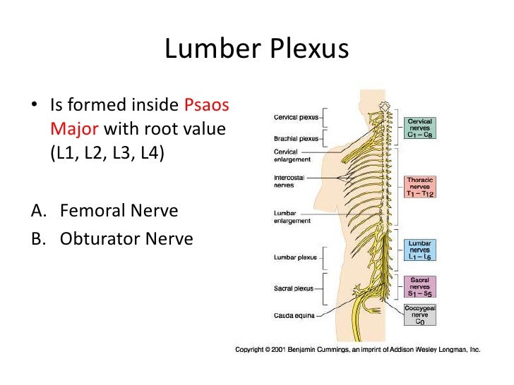 Femoral Nerve