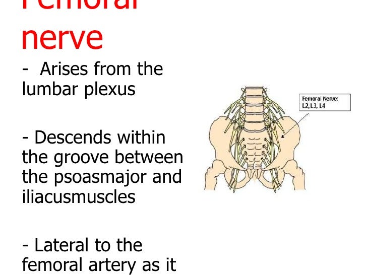 femoral nerve femoral nerve, Muscles
