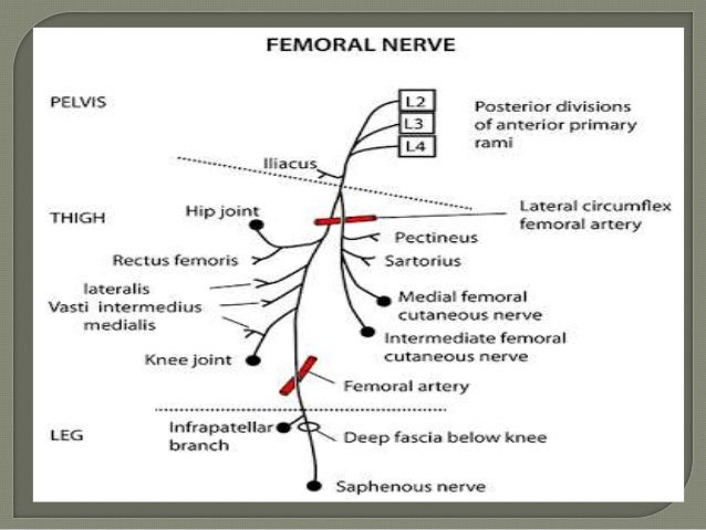 Anatomy Femoral Nerve Gross Anatomy Of The Femoral Nerve FN a Anatomy Femoral Nerve Gross Anatomy Of The Femoral Nerve FN a