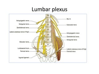 Lumbar plexus
 