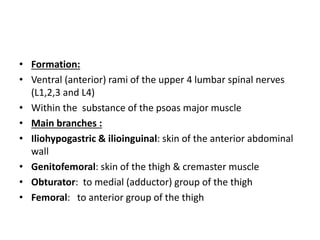• Formation:
• Ventral (anterior) rami of the upper 4 lumbar spinal nerves
(L1,2,3 and L4)
• Within the substance of the psoas major muscle
• Main branches :
• Iliohypogastric & ilioinguinal: skin of the anterior abdominal
wall
• Genitofemoral: skin of the thigh & cremaster muscle
• Obturator: to medial (adductor) group of the thigh
• Femoral: to anterior group of the thigh
 