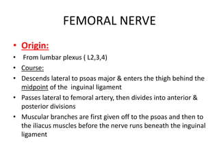 FEMORAL NERVE
• Origin:
• From lumbar plexus ( L2,3,4)
• Course:
• Descends lateral to psoas major & enters the thigh behind the
midpoint of the inguinal ligament
• Passes lateral to femoral artery, then divides into anterior &
posterior divisions
• Muscular branches are first given off to the psoas and then to
the iliacus muscles before the nerve runs beneath the inguinal
ligament
 