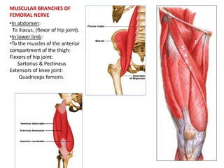 MUSCULAR BRANCHES OF
FEMORAL NERVE
•In abdomen:
To iliacus, (flexor of hip joint).
•In lower limb:
•To the muscles of the anterior
compartment of the thigh:
Flexors of hip joint:
Sartorius & Pectineus
Extensors of knee joint:
Quadriceps femoris.
P
S
A
R
T
 