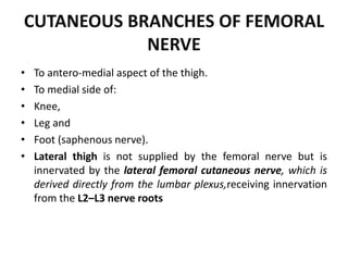 CUTANEOUS BRANCHES OF FEMORAL
NERVE
• To antero-medial aspect of the thigh.
• To medial side of:
• Knee,
• Leg and
• Foot (saphenous nerve).
• Lateral thigh is not supplied by the femoral nerve but is
innervated by the lateral femoral cutaneous nerve, which is
derived directly from the lumbar plexus,receiving innervation
from the L2–L3 nerve roots
 