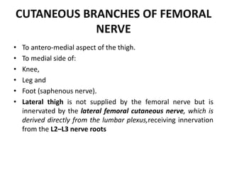Femoral nerve | PPT