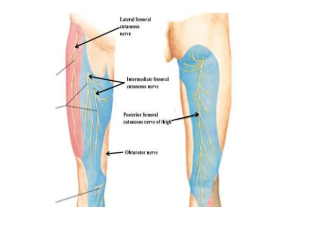 Femoral nerve