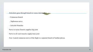 Presentation title 10
Articularis genu through branch to vastus intermedius
– Cutaneous branch
Saphenous nerve
– Articular branches
Nerve to rectus femoris supplies hip joint
Nerve to all vasti muscles supply knee joint
Note: Lateral cutaneous nerve of the thigh is a separate branch of lumbar plexus.
 