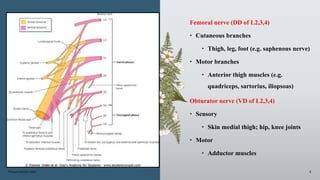 Presentation title 4
Femoral nerve (DD of L2,3,4)
• Cutaneous branches
• Thigh, leg, foot (e.g. saphenous nerve)
• Motor branches
• Anterior thigh muscles (e.g.
quadriceps, sartorius, iliopsoas)
Obturator nerve (VD of L2,3,4)
• Sensory
• Skin medial thigh; hip, knee joints
• Motor
• Adductor muscles
 