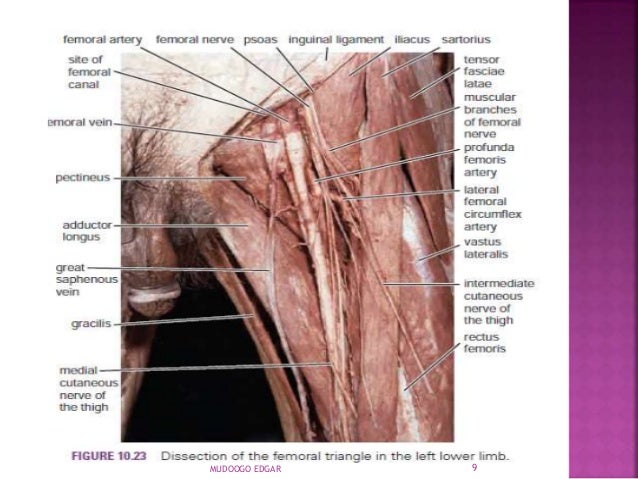 Femoral triangle